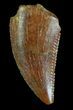 Serrated, Raptor Tooth - Morocco #72624-1